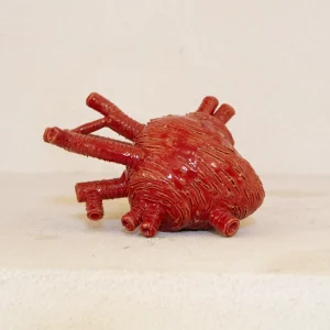 Cuore Anatomico