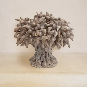 Albero d'Ulivo Bianco